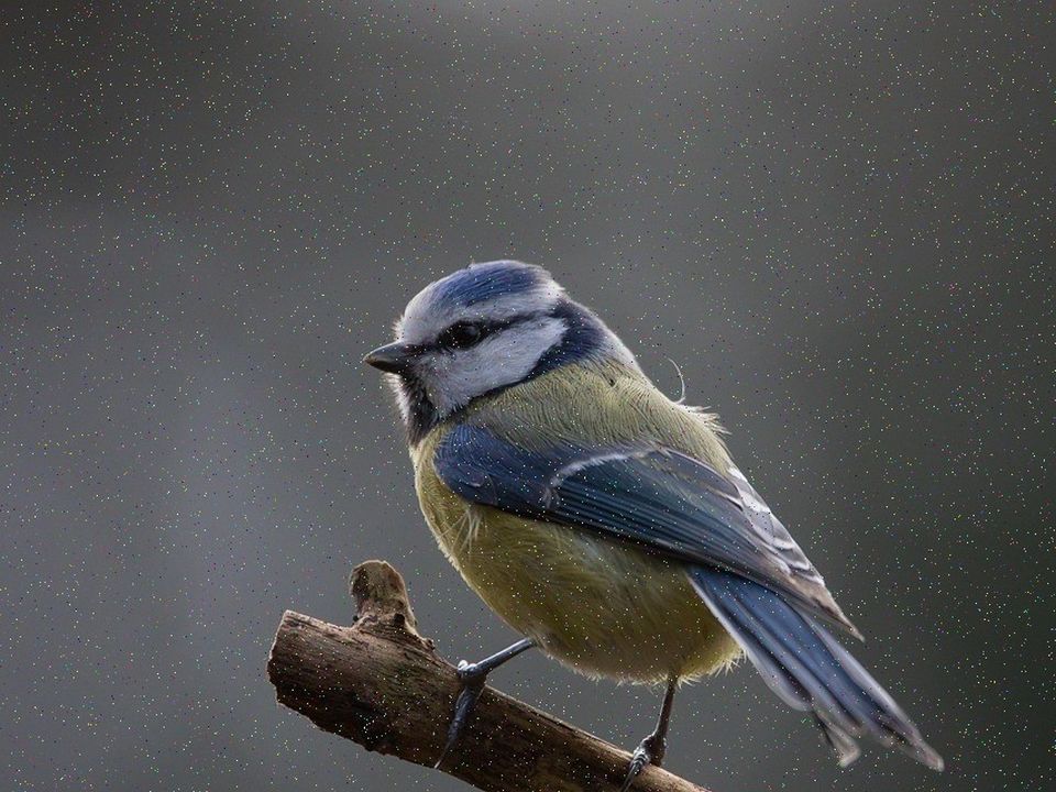 A small brown bird perched on a bare winter branch against a gray sky