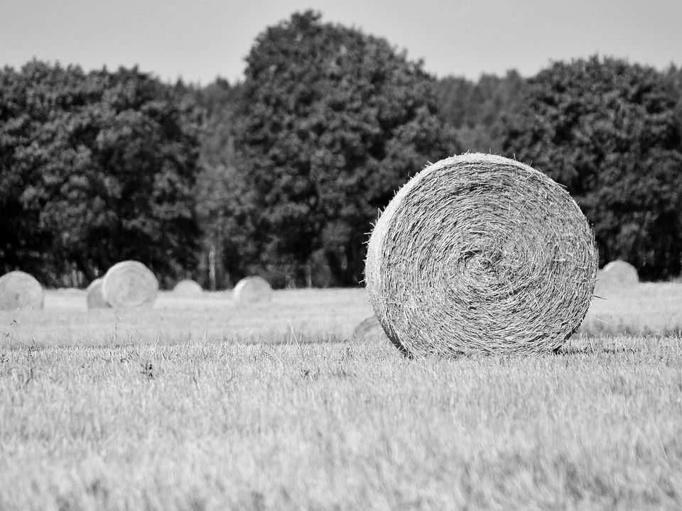 Rolled hay bales in a stubble field beside a dense green hedgerow
